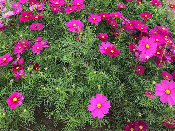 洛阳仿真花人造花-设计绿化露台